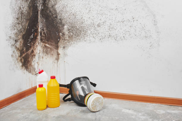 Best Mold Damage Repair  in Bastrop, TX