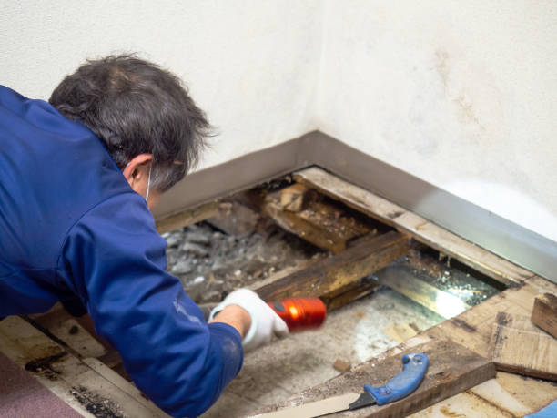 Best Mold Cleaning Services  in Bastrop, TX