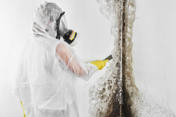 Best Mold Remediation  in Bastrop, TX