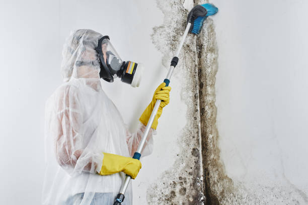 Best Commercial Mold Removal  in Bastrop, TX