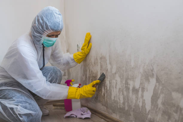Home Mold Removal in Bastrop, TX
