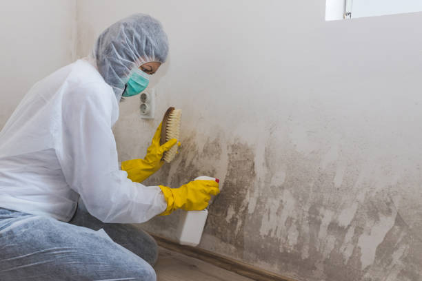 Best Crawl Space Mold Removal  in Bastrop, TX