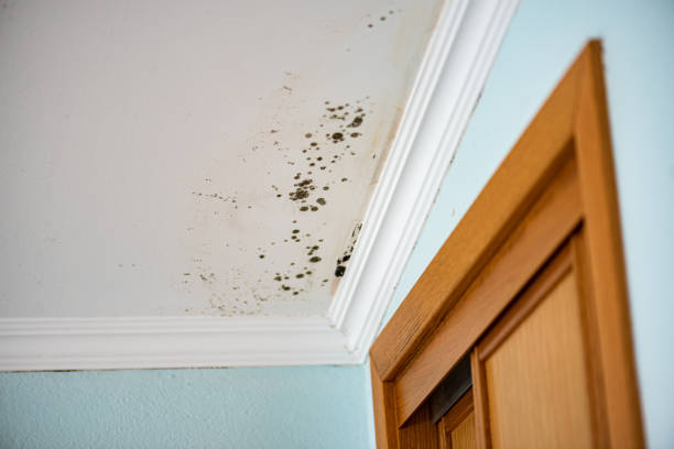 Best Certified Mold Removal  in Bastrop, TX