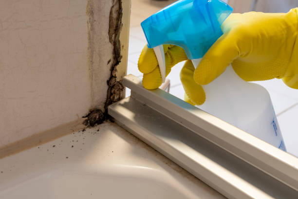 Best Affordable Mold Removal  in Bastrop, TX