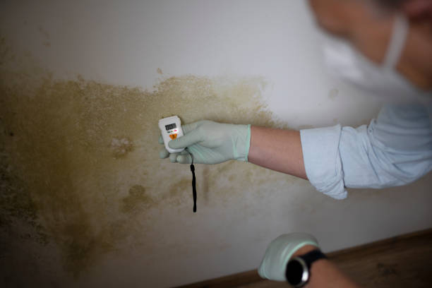 Bastrop, TX Mold Removal Company