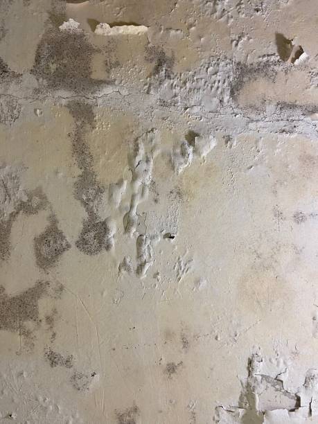 Mold Testing and Removal in Bastrop, TX