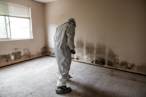 Best Certified Mold Removal  in Bastrop, TX