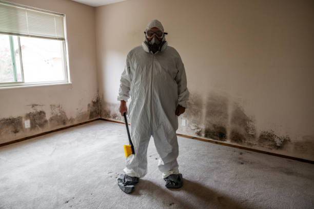 Best Mold Removal Company Near Me  in Bastrop, TX