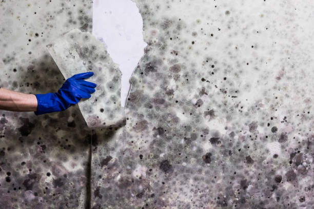 Office Mold Removal Services in Bastrop, TX
