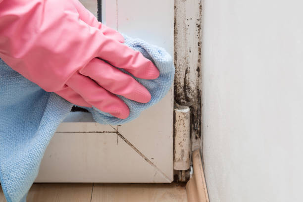 Best Professional Mold Removal  in Bastrop, TX