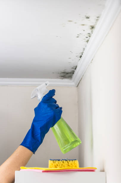 Best Black Mold Removal  in Bastrop, TX