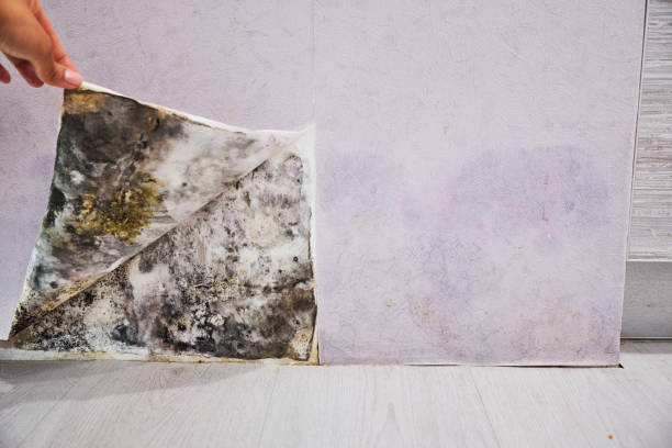 Best Best Mold Removal Companies  in Bastrop, TX